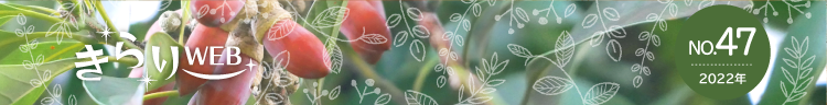 きらりweb